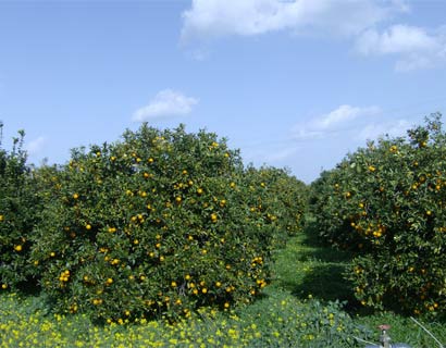 campo arance